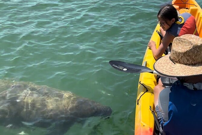 Manatee Discovery Anna Maria Island - Key things I’d watch for before you book