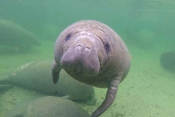 Manatee Discovery Anna Maria Island - Kayaking with manatees near Anna Maria Island, without the crowd vibe