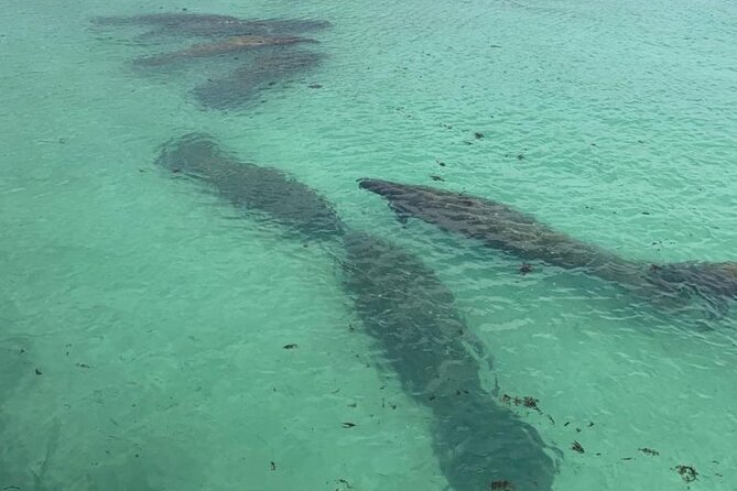 Manatee Discovery Anna Maria Island - What you are really paying for at $55 per person