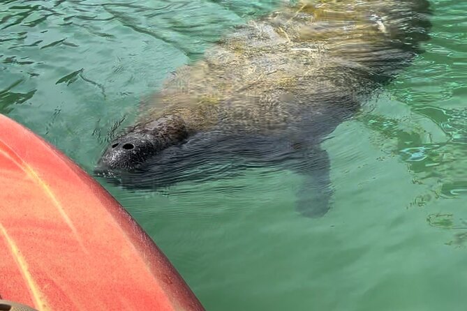 Manatee Discovery Anna Maria Island - Manatee odds, and how the guides handle a no-manatee day