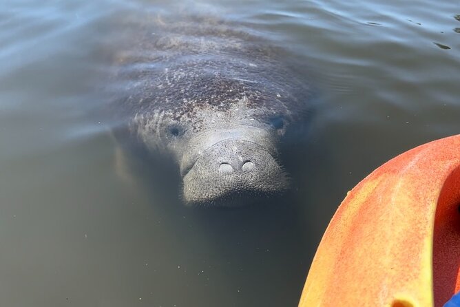 Manatee Discovery Anna Maria Island - Guides make or break it: the people you might paddle with
