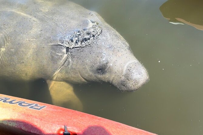 Manatee Discovery Anna Maria Island - Tandem kayaks, group setup, and why it helps you