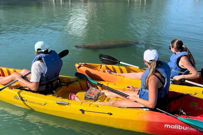 Manatee Discovery Anna Maria Island - Who this tour suits best, and who should think twice