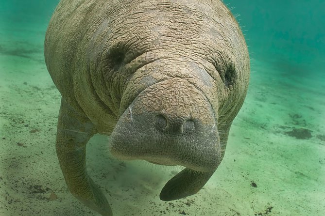 Manatee Sightseeing and Wildlife Boat Tour - Key things to know before you go