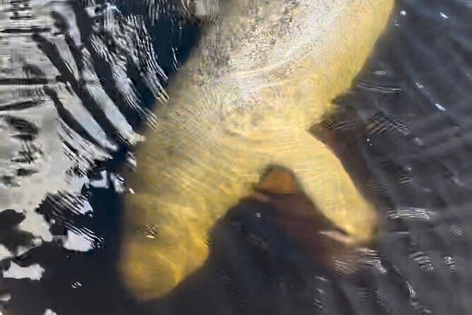 Manatee Sightseeing and Wildlife Boat Tour - Stop Two: How the Captain Finds Manatees and Other Wildlife