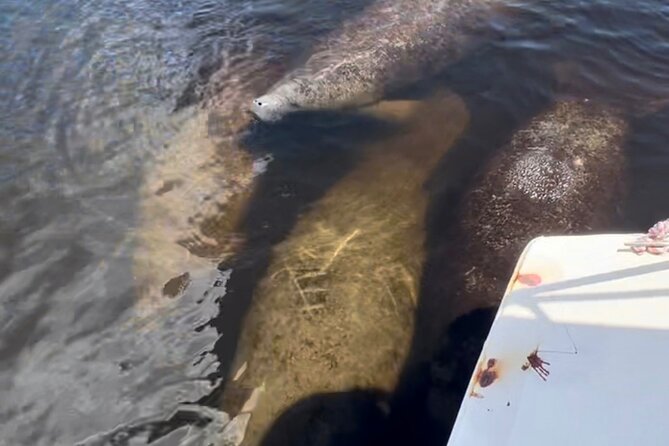Manatee Sightseeing and Wildlife Boat Tour - The Real Meaning of Small Group Size (Max 6 Per Boat)