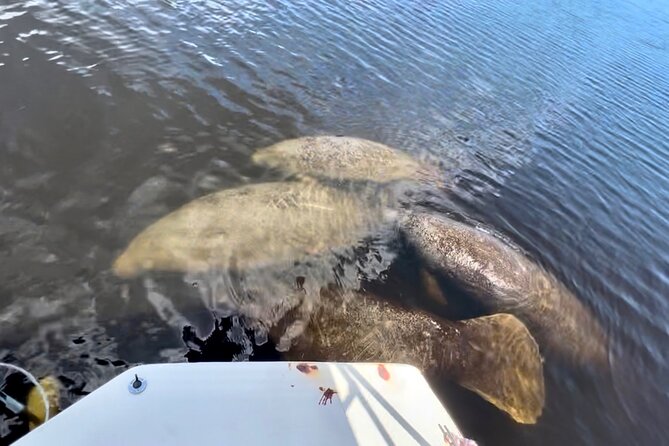 Manatee Sightseeing and Wildlife Boat Tour - Polarized Sunglasses and Phone Lenses That Actually Help