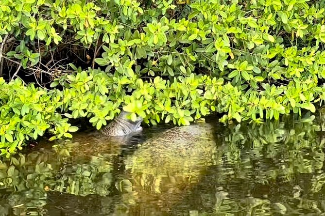 Manatee Sightseeing and Wildlife Boat Tour - Morning vs Afternoon: Choosing the Right Slot