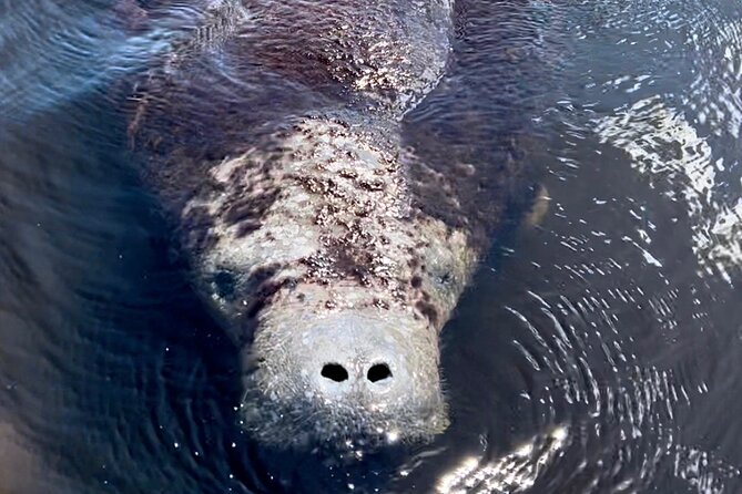 Manatee Sightseeing and Wildlife Boat Tour - Your 90 Minutes on the Water, Built for Spotting