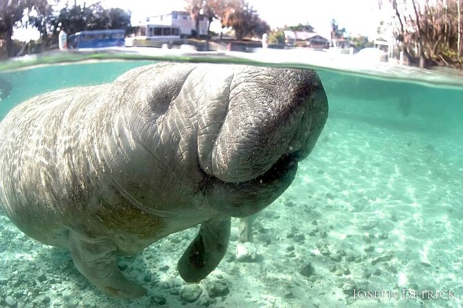Manatee Snorkel Small Group Tour - Price and Value: What $95 Includes (and Why That Adds Up)