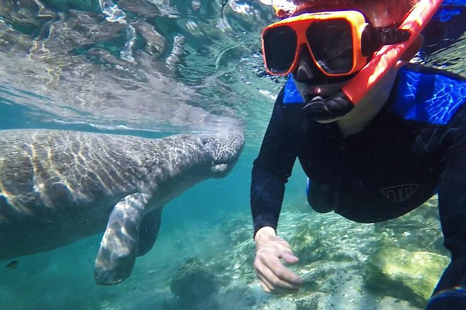 Manatee Swim Tour with In Water Photographer - Key highlights