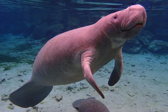 Manatee Swim Tour with In Water Photographer - Kings Bay Manatee Swim: What Makes This Tour Work