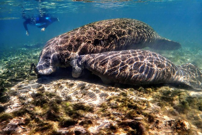 Manatee Swim Tour with In Water Photographer - Wetsuit, Snorkel Gear, and Float Noodles: Comfort Before You Ever See One