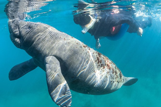 Manatee Swim Tour with In Water Photographer - Boats, Captains, and the Hunt for Manatees in Any Season