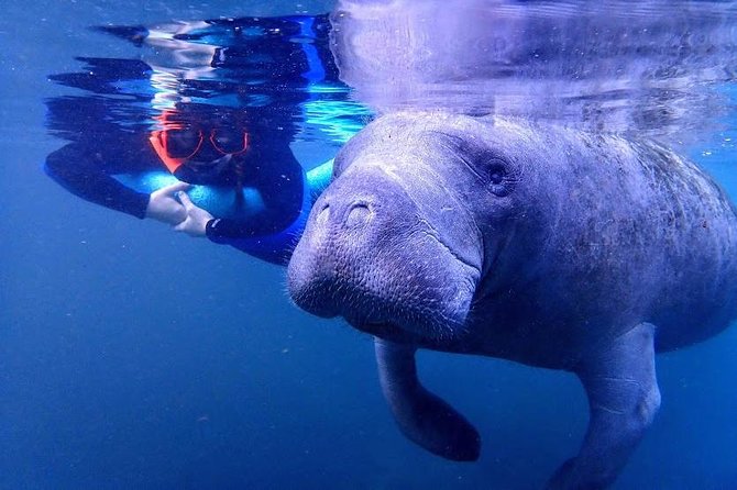 Manatee Swim Tour with In Water Photographer - Who This Tour Fits Best (and Who Might Choose Private)