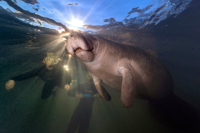 Manatee Swim Tour with In Water Photographer - The 3-Hour Flow: From Check-In to Quiet Time in the Water