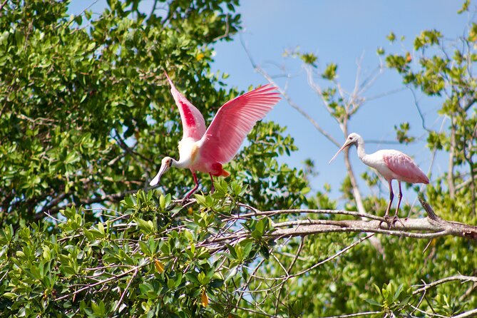 Manatees and Mangrove Tunnels Small Group Kayak Tour - What to Bring and How to Paddle Comfortably