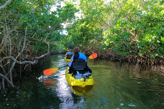 Mangrove Tunnel Kayak Adventure in Key Largo - Wildlife You Might Spot: Manatees, Turtles, Birds, and More
