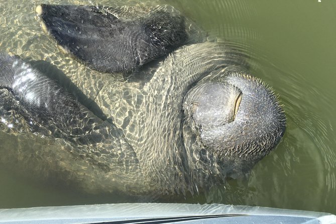 Mangrove Tunnels, Dolphins, Manatee Tour #1 Rated in Cocoa Beach - Guide Quality: The Real Difference Maker
