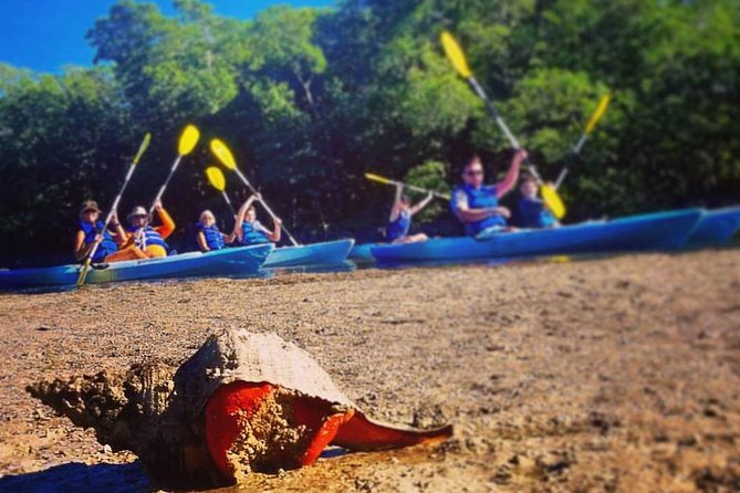Mangrove Tunnels & Mudflats Kayak Tour - Local Biologist Guides - Wildlife spotting with real biologist guides, not just storytellers