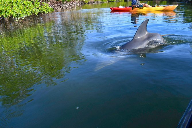 Mangrove Tunnels & Mudflats Kayak Tour - Local Biologist Guides - Price and value: why $69.99 can make sense here