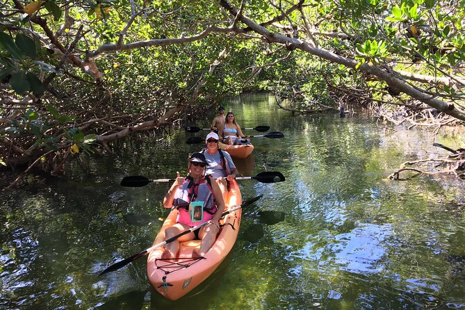 Mangroves and Manatees - Guided Kayak Eco Tour - Key Highlights You Should Not Miss