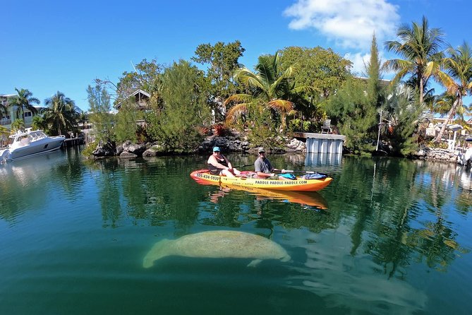 Mangroves and Manatees - Guided Kayak Eco Tour - Two Hours on the Water: How the Paddling Works and What It Means