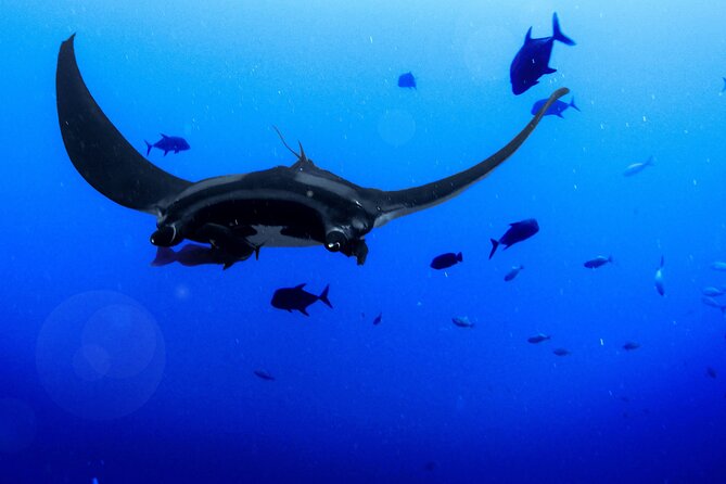 Manta Magic: Small-Group Manta Ray Night Snorkel in Kailua Kona - Manta Magic in Kona: why this night snorkel works