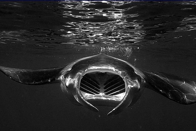 Manta Magic: Small-Group Manta Ray Night Snorkel in Kailua Kona - The hour plan: how the timing actually flows