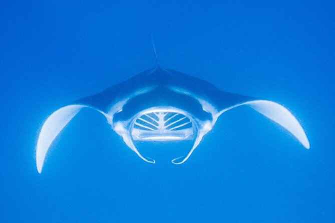 Manta Magic: Small-Group Manta Ray Night Snorkel in Kailua Kona - The light board and plankton: the secret sauce behind close sightings
