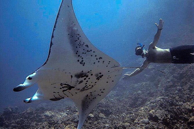 Manta Magic: Small-Group Manta Ray Night Snorkel in Kailua Kona - What you do in the water, step by step