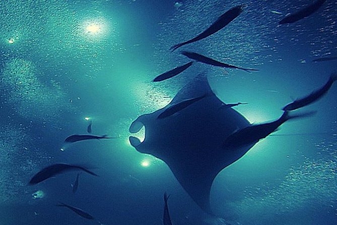 Manta Magic: Small-Group Manta Ray Night Snorkel in Kailua Kona - Swim requirements and comfort: who should feel confident here