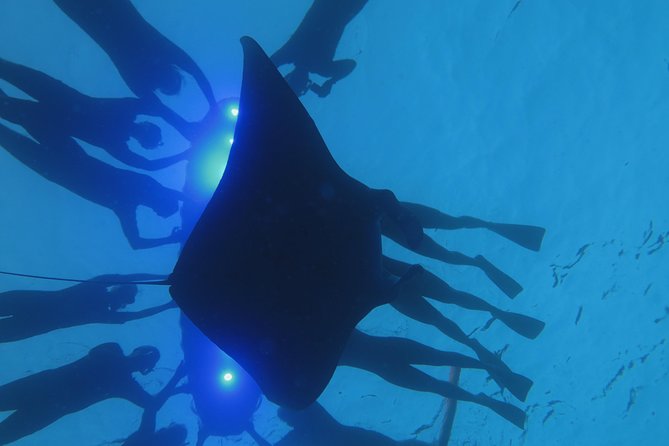Manta Magic: Small-Group Manta Ray Night Snorkel in Kailua Kona - Price and value: is $145 worth it for a night snorkel?
