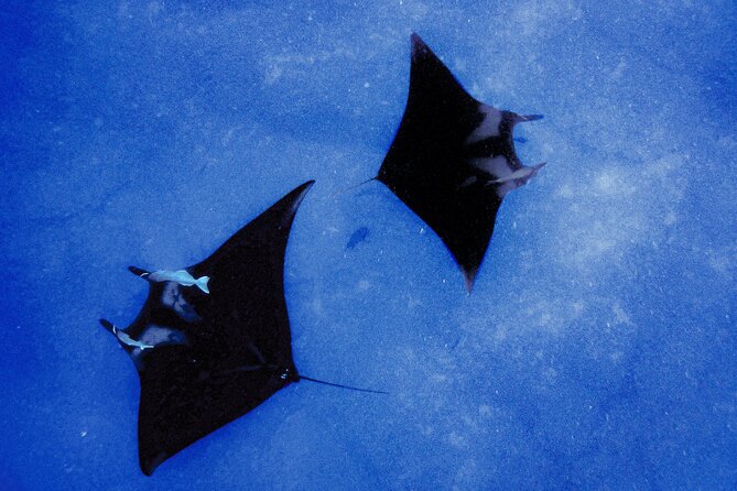 Manta Magic: Small-Group Manta Ray Night Snorkel in Kailua Kona - Getting to the boat at Keauhou Harbor, and what check-in feels like