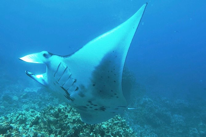 Manta Ray Night Snorkel at Kona, Big Island - Why Kona’s manta ray night snorkel feels special in the dark