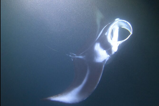 Manta Ray Night Snorkel at Kona, Big Island - Check-in in Kailua-Kona, the 1-hour timing twist, and that 1.4-mile gap