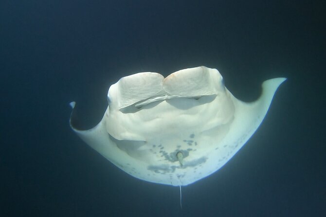 Manta Ray Night Snorkel at Kona, Big Island - Safety, limits, and who should think twice before booking