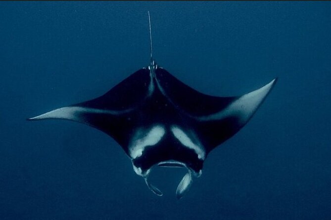 Manta Ray Night Snorkel Experience of a Lifetime - Why a night snorkel beats the daytime version