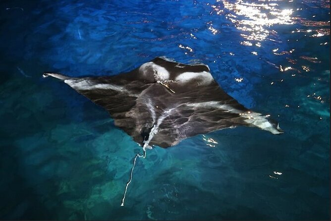 Manta Ray Night Snorkel Experience of a Lifetime - What happens once you are in the water, light board and all