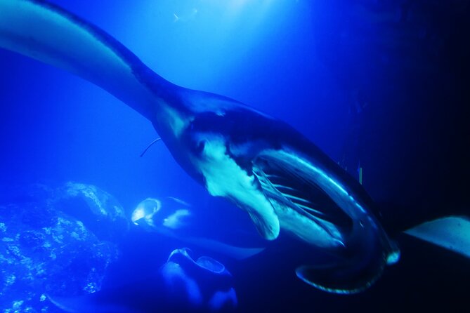 Manta Ray Night Snorkel Experience of a Lifetime - Safety setup that actually matters at night
