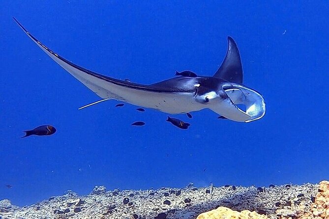 Manta Ray Night Snorkel Experience of a Lifetime - Cold water, seasickness, and what to pack