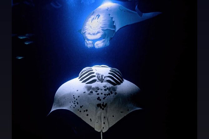 Manta Ray Night Snorkel Experience of a Lifetime - From Honokohau Harbor to two manta playgrounds