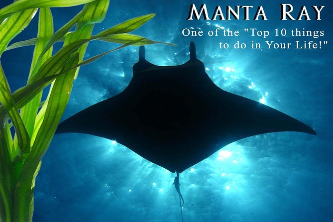 Manta Ray Night Snorkel from Kona — Small Group - Kailua-Kona after dark: what you’re really paying for