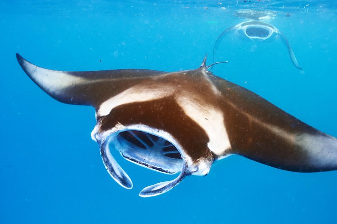 Manta Ray Night Snorkel from Kona — Small Group - How the night snorkel works: lights, plankton, and those huge wings