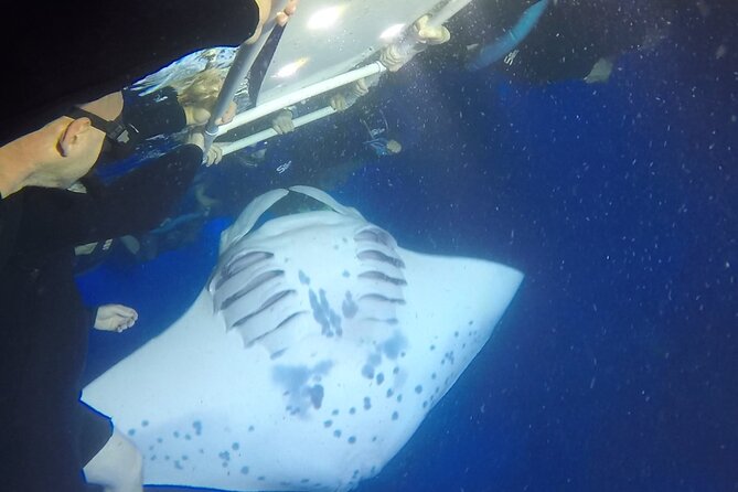 Manta Ray Night Snorkel from Kona — Small Group - Gear and comfort: the checklist I’d follow on a Kona night