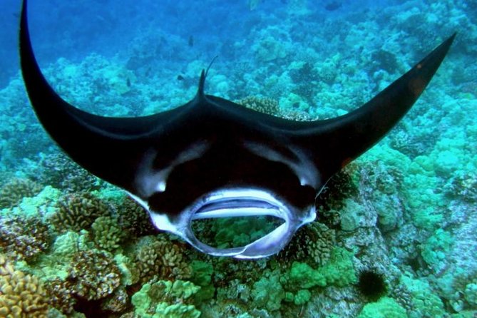 Manta Ray Night Snorkel from Kona — Small Group - Value at $123: gear, snacks, and the free return policy