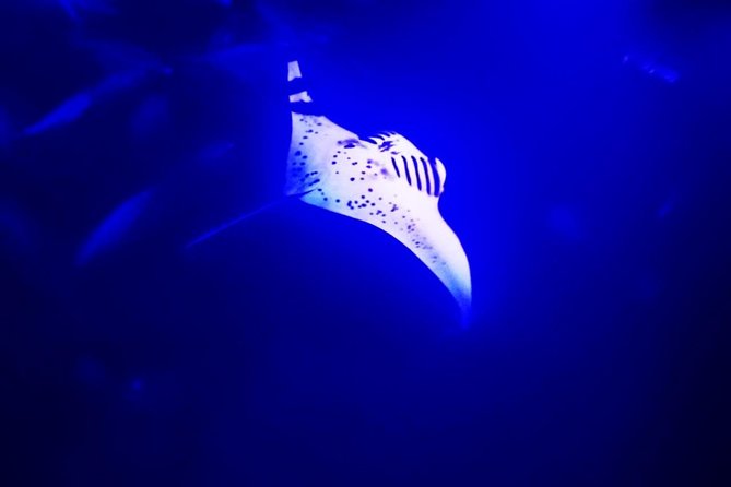 Manta Ray Night Snorkel in Kona - Key things that make this manta night snorkel worth your time