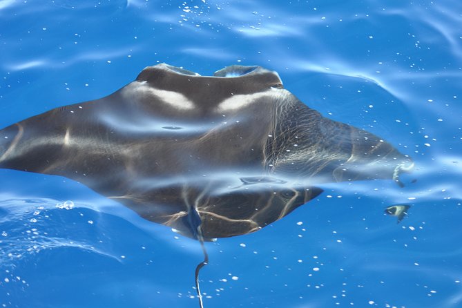 Manta Ray Night Snorkel Kona - Coral Reef Snorkel Adventures - Honokohau to the manta spot, what the night feels like