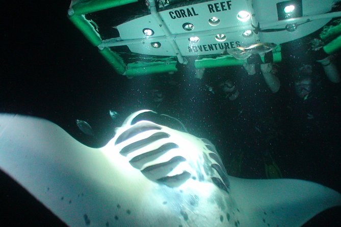 Manta Ray Night Snorkel Kona - Coral Reef Snorkel Adventures - The lightboard setup, gear, and how you actually swim