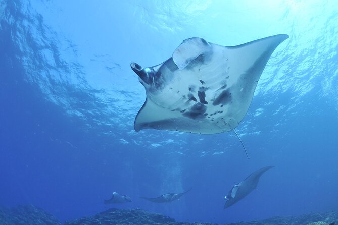 Manta Ray Night Snorkel Kona - Coral Reef Snorkel Adventures - Small group feel, guides on the water, and what makes it safer